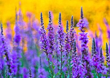 《鬼灭之刃 争当最强队士！》  7月17日登陆PC等平台