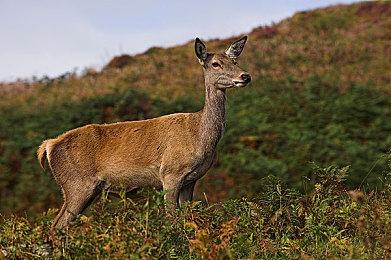 《明末：渊虚之羽》新截图和实机 共有25款武器